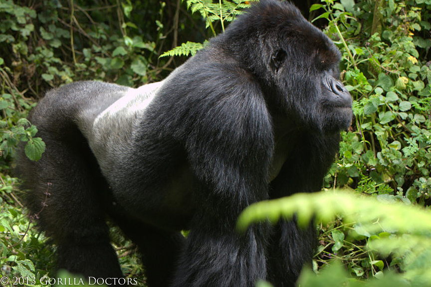 Ugenda & Wageni Injured in Interaction with Lone Silverback